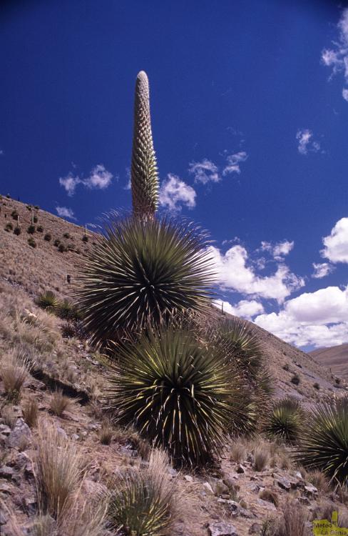 Peru 0270