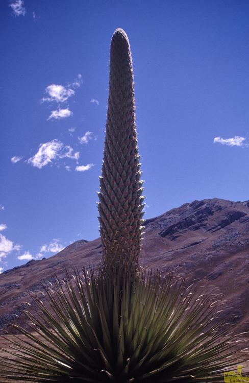 Peru 0271