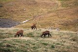 La travessa dels Pirineus per la A.R.P.