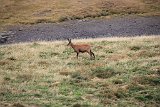 La travessa dels Pirineus per la A.R.P.