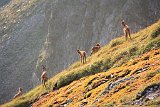 La travessa dels Pirineus per la A.R.P.