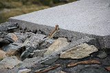 La travessa dels Pirineus per la A.R.P.