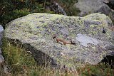 La travessa dels Pirineus per la A.R.P.