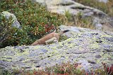 La travessa dels Pirineus per la A.R.P.