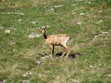 La travessa dels Pirineus per la A.R.P.