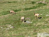 La travessa dels Pirineus per la A.R.P.