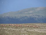 La travessa dels Pirineus per la A.R.P.