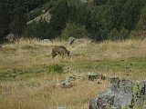 La travessa dels Pirineus per la A.R.P.