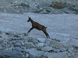 La travessa dels Pirineus per la A.R.P.