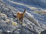 La travessa dels Pirineus per la A.R.P.