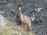 La travessa dels Pirineus per la A.R.P.