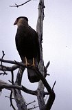 Patagonia658