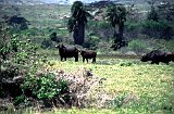 Africa014