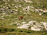 La Travessa del Pirineu pel GR-11