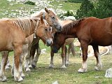 La Travessa del Pirineu pel GR-11