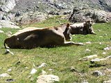 La Travessa del Pirineu pel GR-11